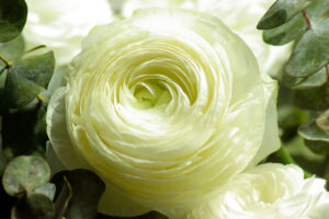 Persian Buttercup White Flower371781898